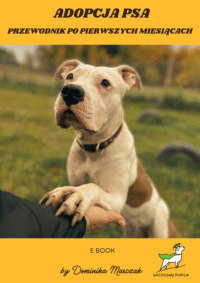 adopcja psa