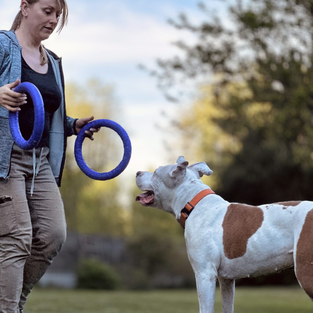 szkolenie psa Łódź pies reaktywny