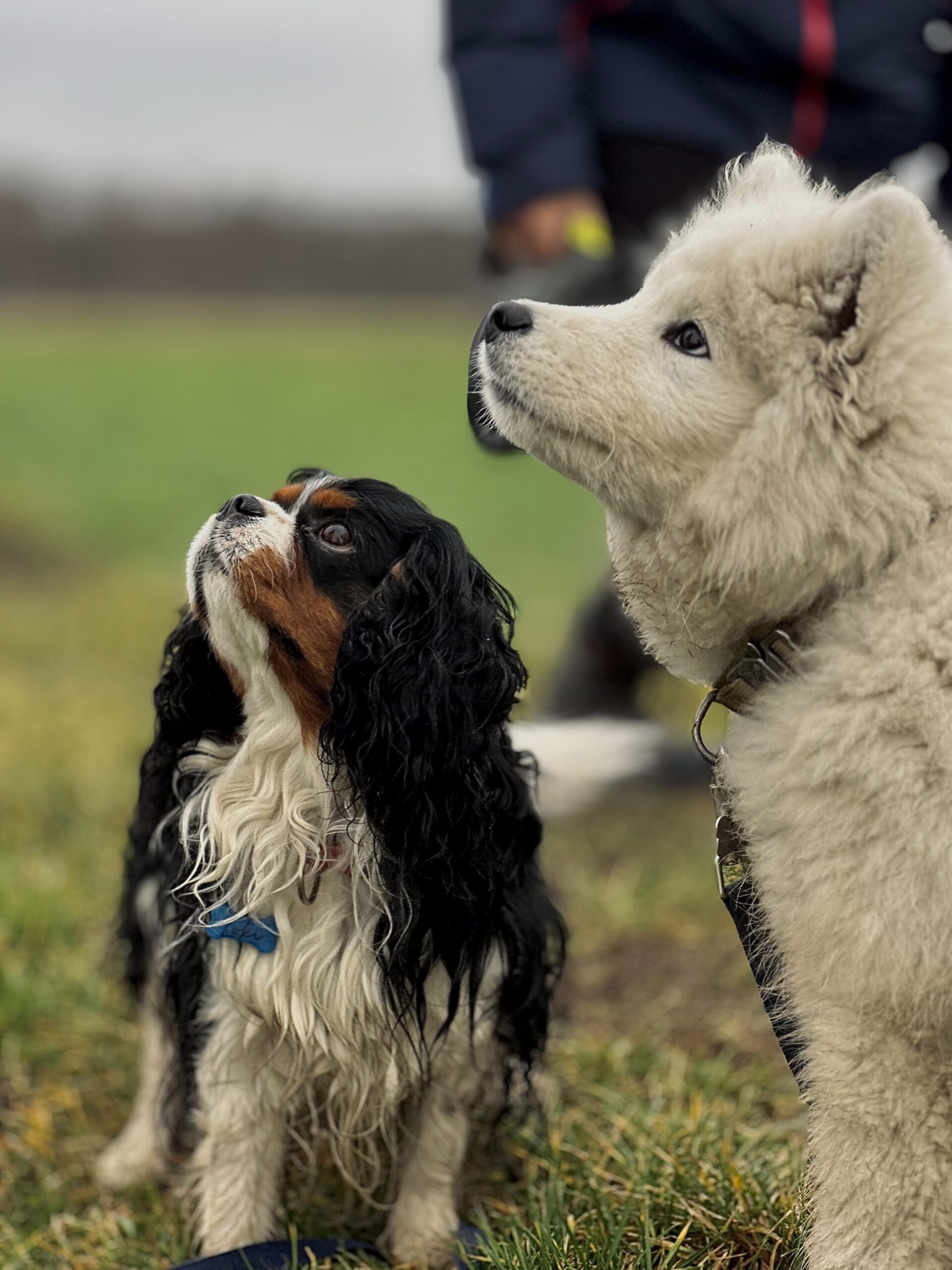behawiorysta Łódź spacer